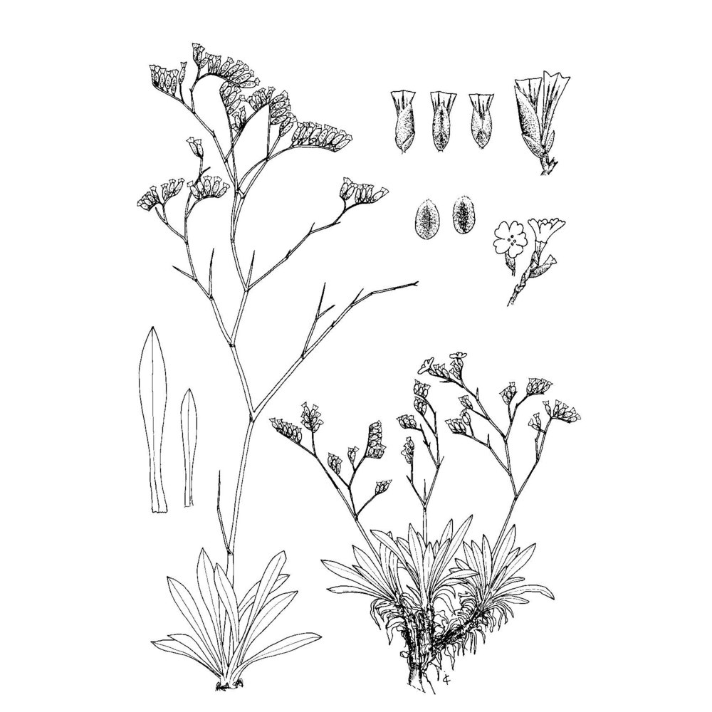limonium laetum (nyman) pignatti