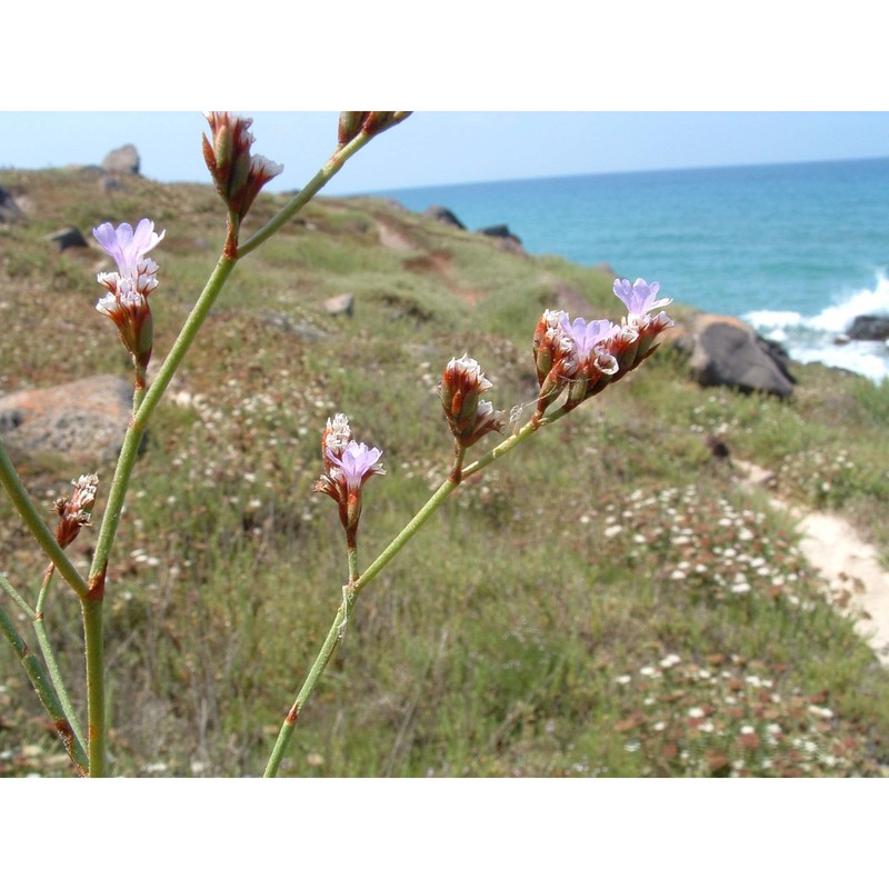 limonium lausianum pignatti