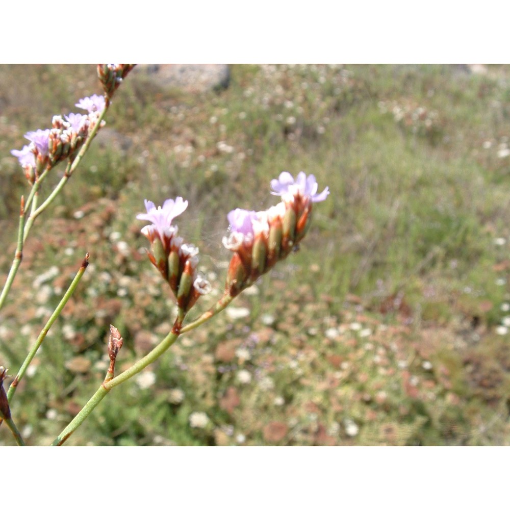 limonium lausianum pignatti