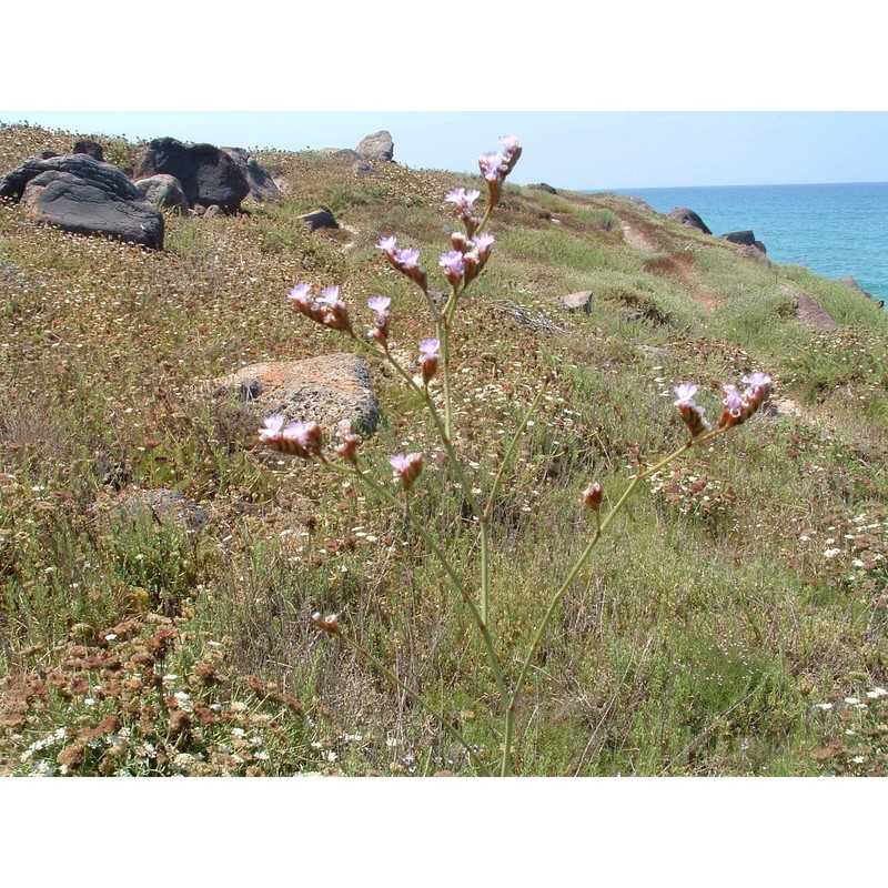 limonium lausianum pignatti