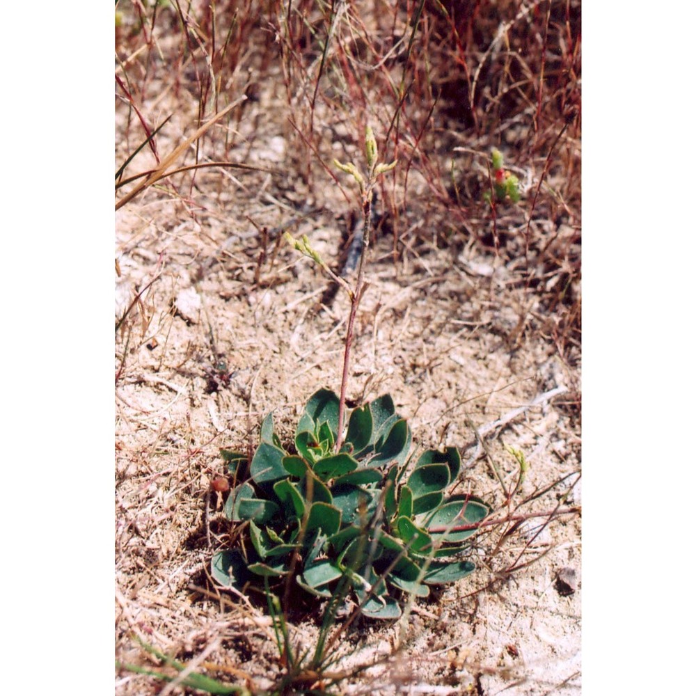 limonium lilybaeum brullo