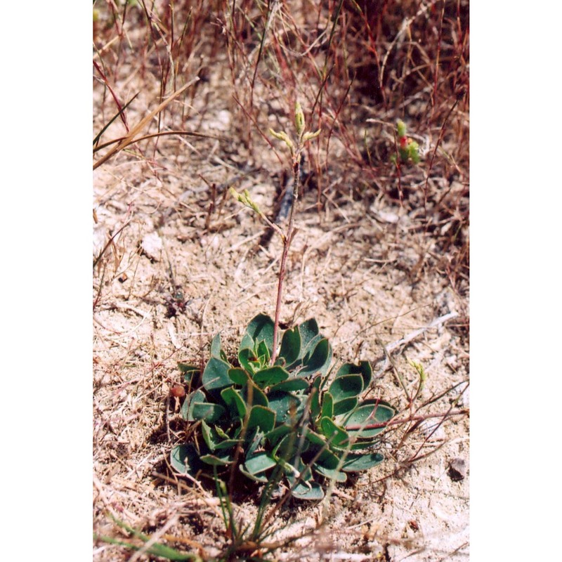 limonium lilybaeum brullo