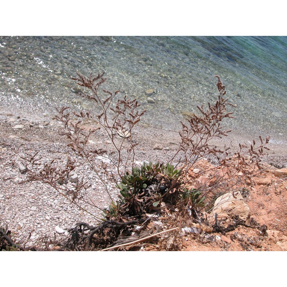 limonium lojaconoi brullo