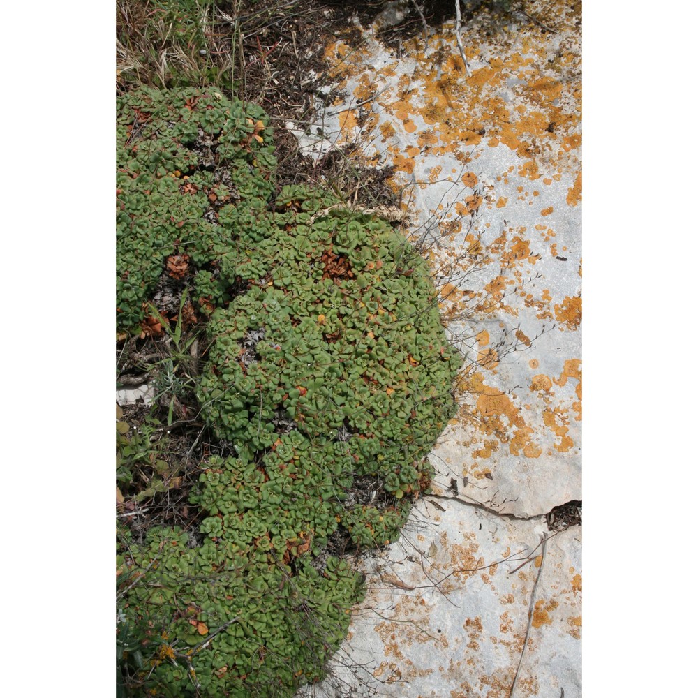 limonium lopadusanum brullo