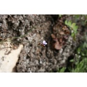 limonium lopadusanum brullo