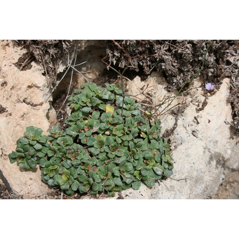 limonium lopadusanum brullo