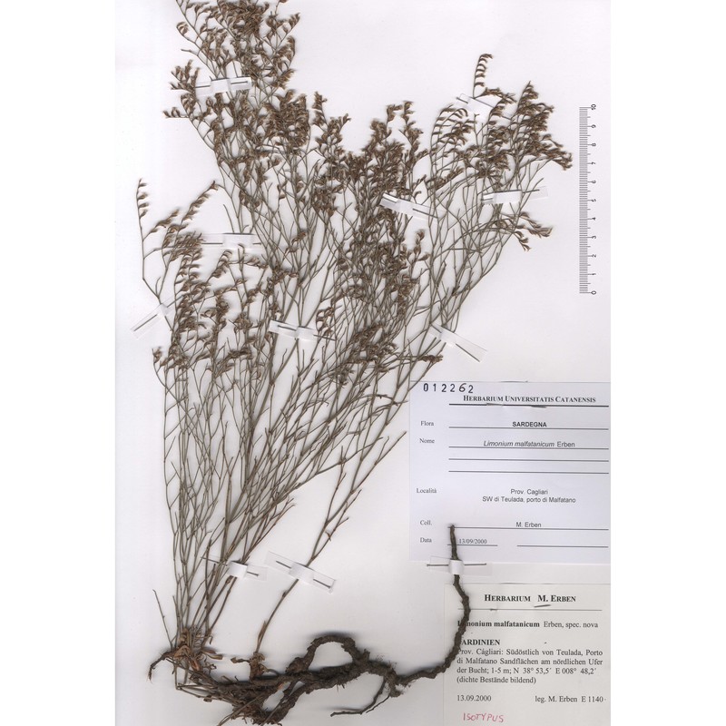 limonium malfatanicum erben