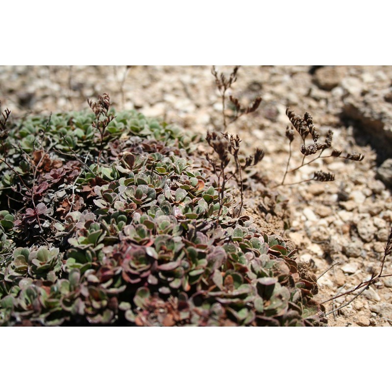 limonium mazarae pignatti