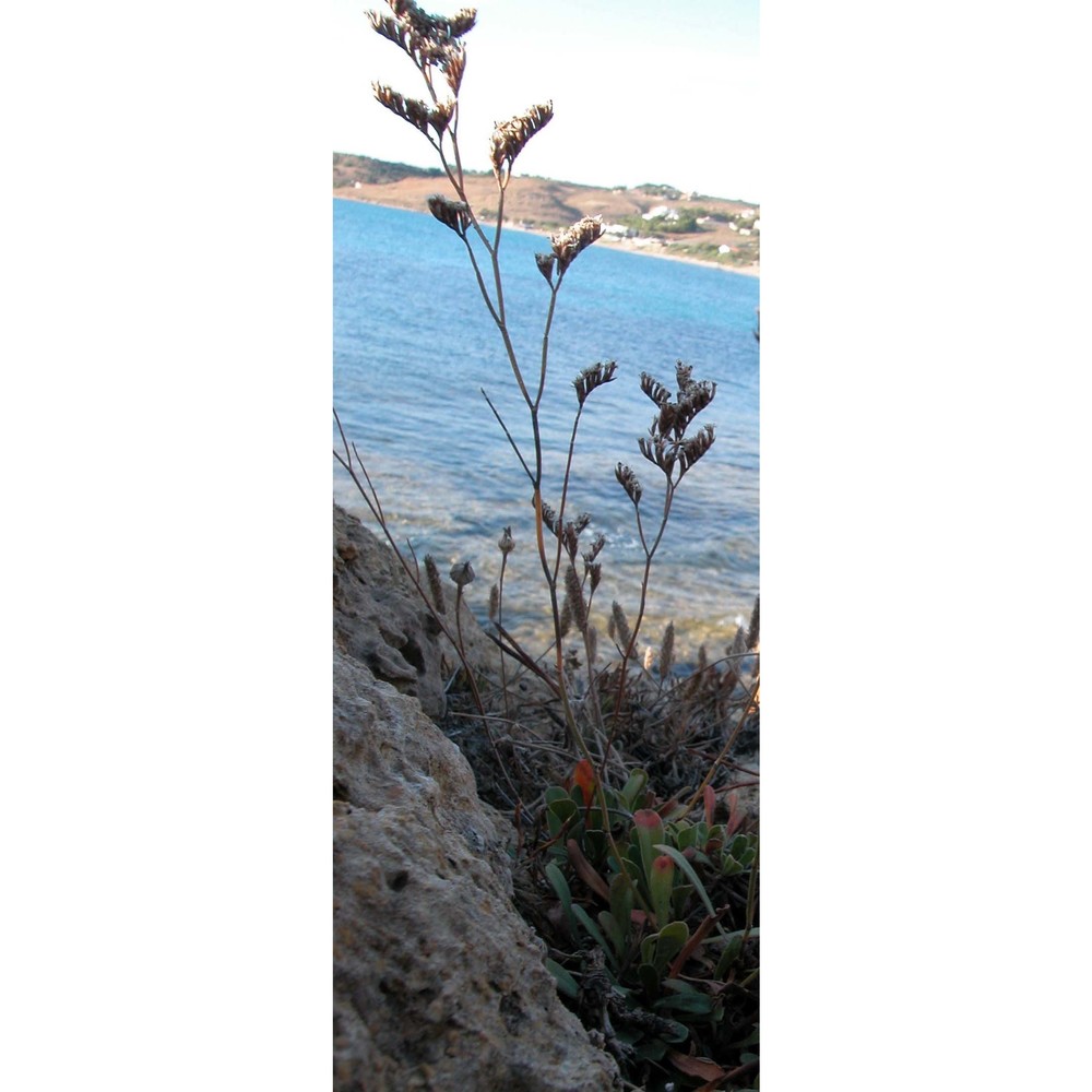 limonium melancholicum brullo, marcenò et s. romano