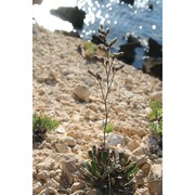 limonium melancholicum brullo, marcenò et s. romano