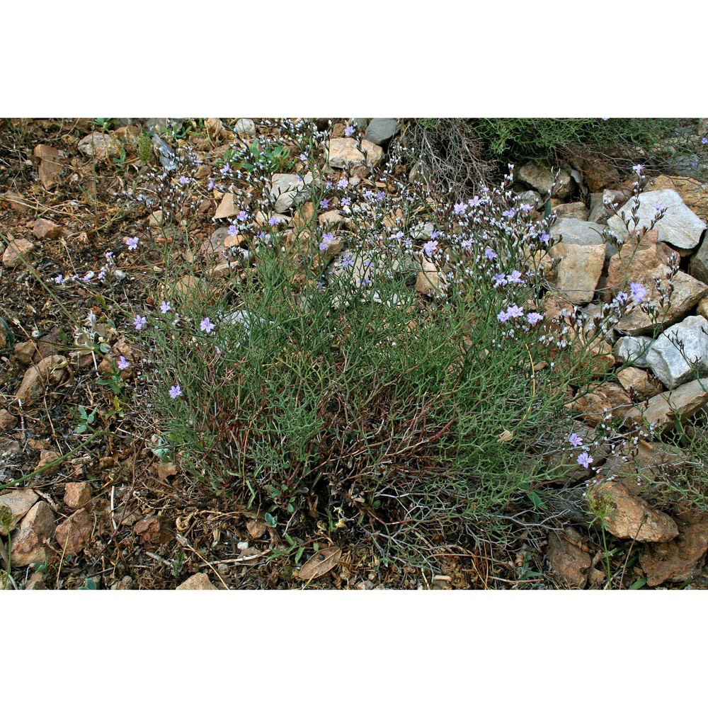 limonium merxmuelleri erben