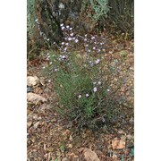 limonium merxmuelleri erben