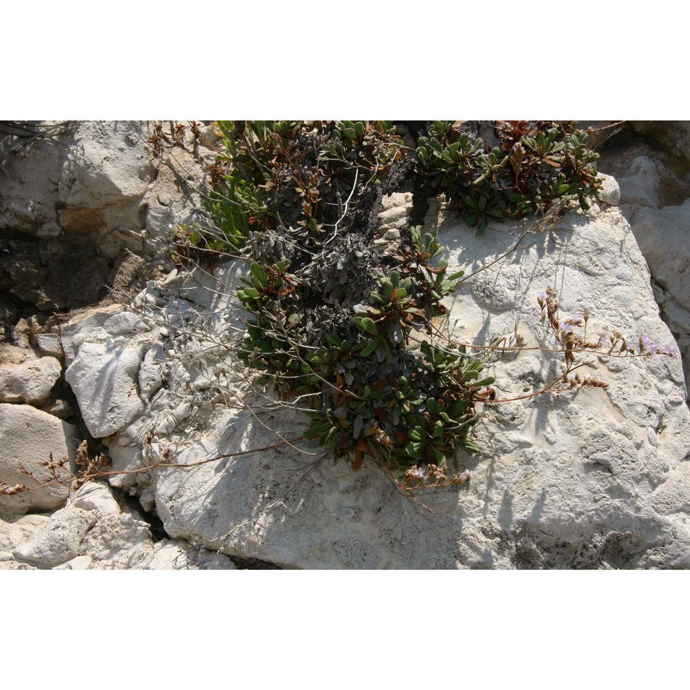 limonium minutiflorum (guss.) kuntze