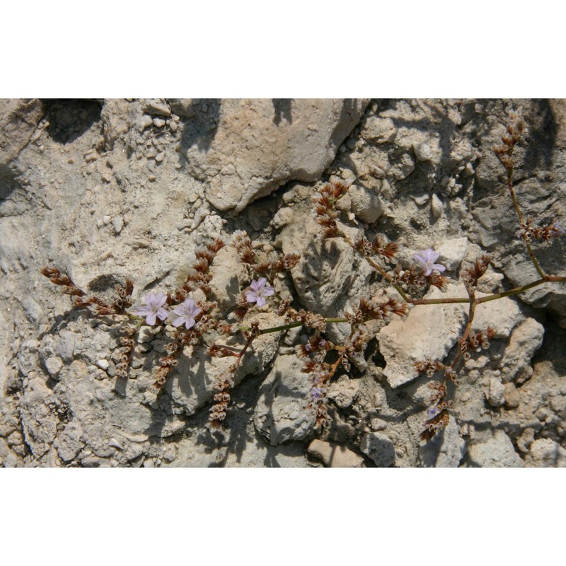 limonium minutiflorum (guss.) kuntze