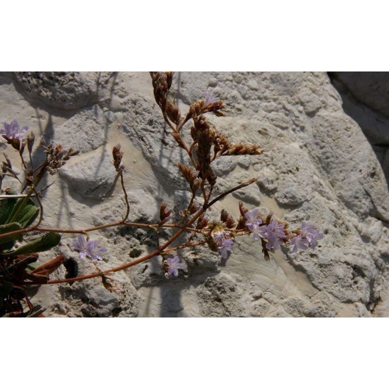 limonium minutiflorum (guss.) kuntze