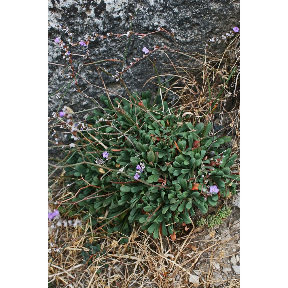 limonium morisianum arrigoni