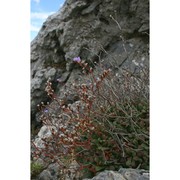 limonium morisianum arrigoni