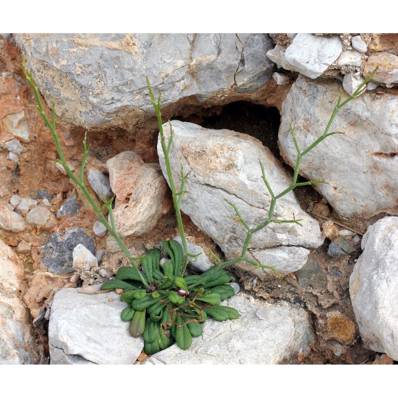 limonium multiforme (martelli) pignatti