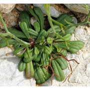 limonium multiforme (martelli) pignatti