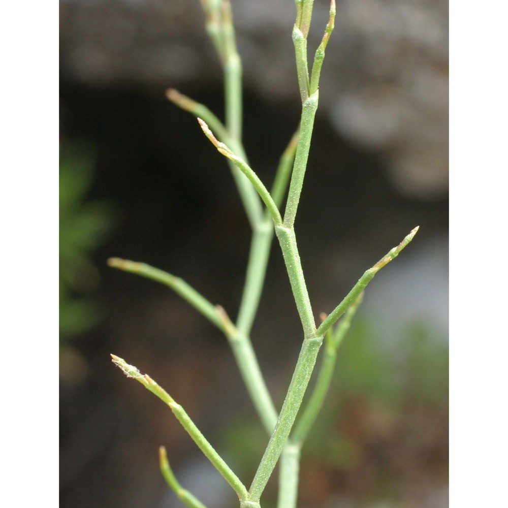 limonium multiforme (martelli) pignatti