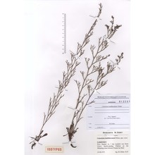 limonium multifurcatum erben