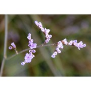 limonium narbonense mill.