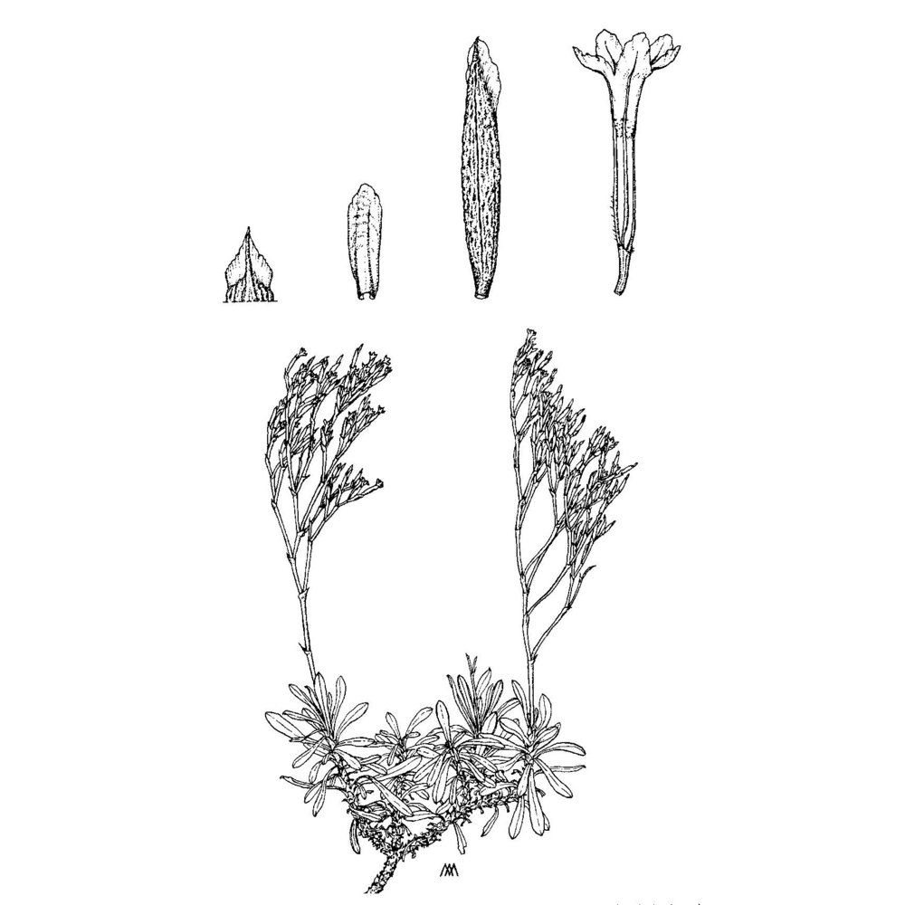 limonium nymphaeum erben