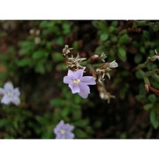 limonium nymphaeum erben