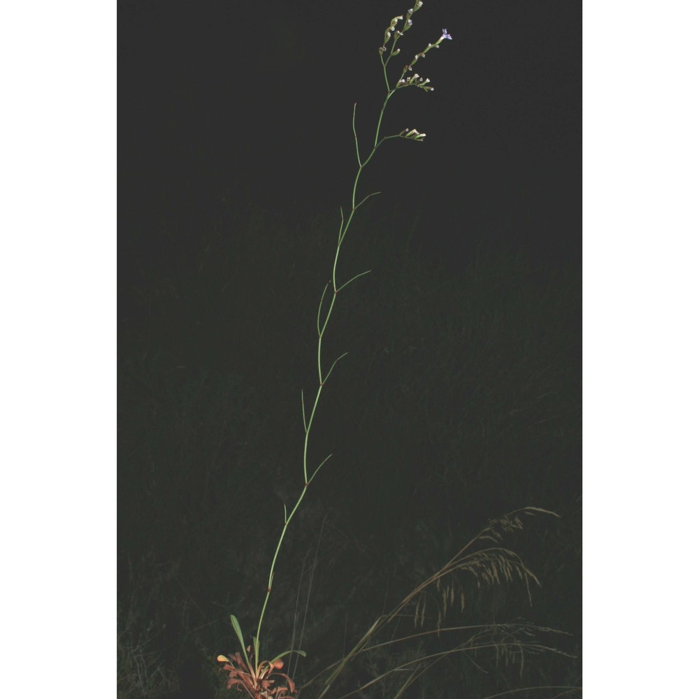 limonium opulentum (lojac.) brullo