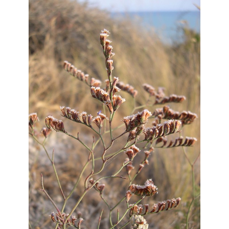 limonium opulentum (lojac.) brullo