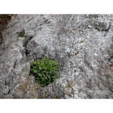 limonium panormitanum (tod.) pignatti