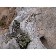 limonium panormitanum (tod.) pignatti