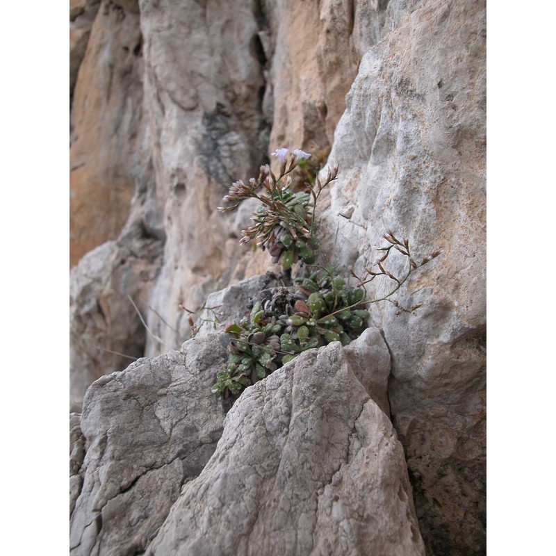 limonium panormitanum (tod.) pignatti