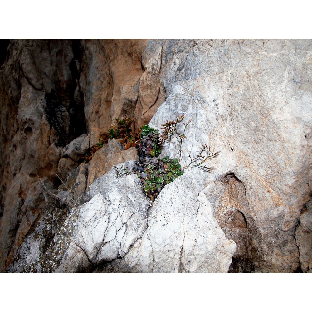 limonium panormitanum (tod.) pignatti