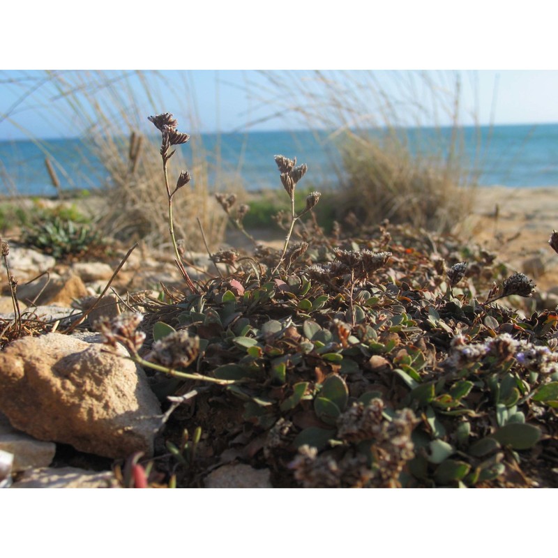 limonium pavonianum brullo