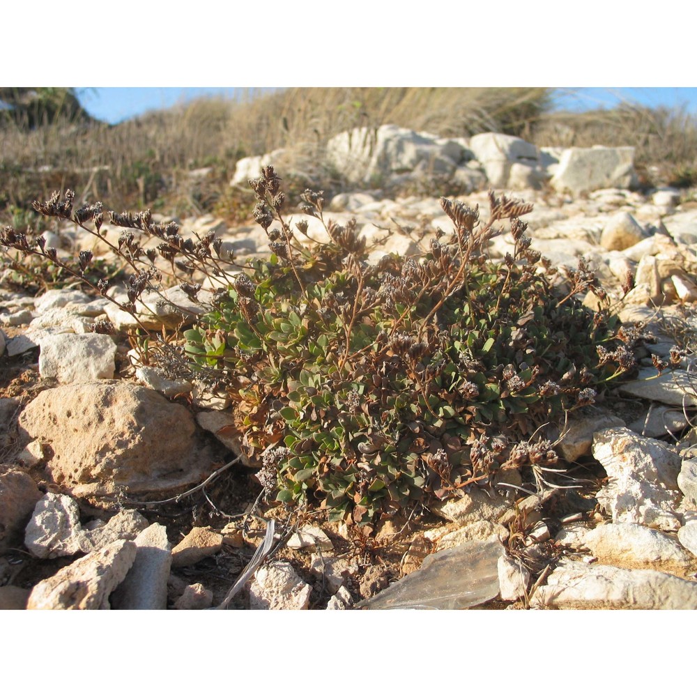 limonium pavonianum brullo