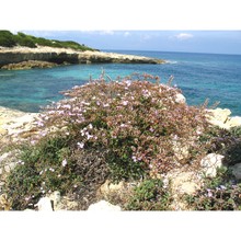 limonium planesiae pignatti