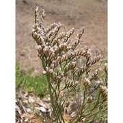 limonium ponzoi (fiori et bég.) brullo