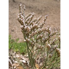 limonium ponzoi (fiori et bég.) brullo