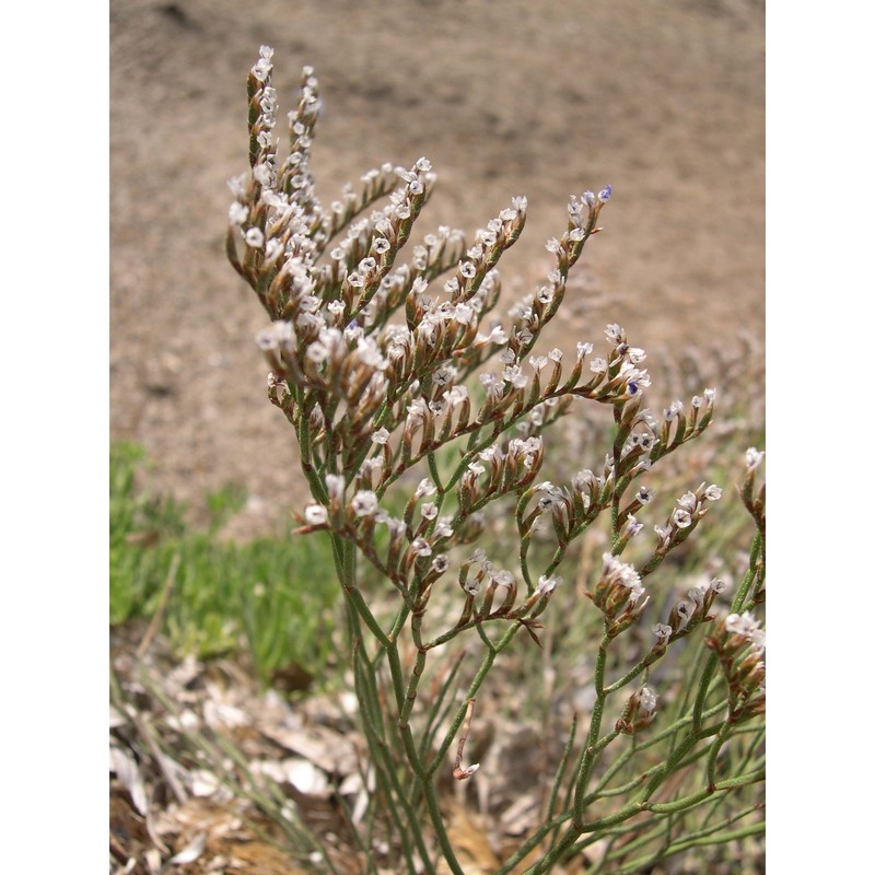 limonium ponzoi (fiori et bég.) brullo