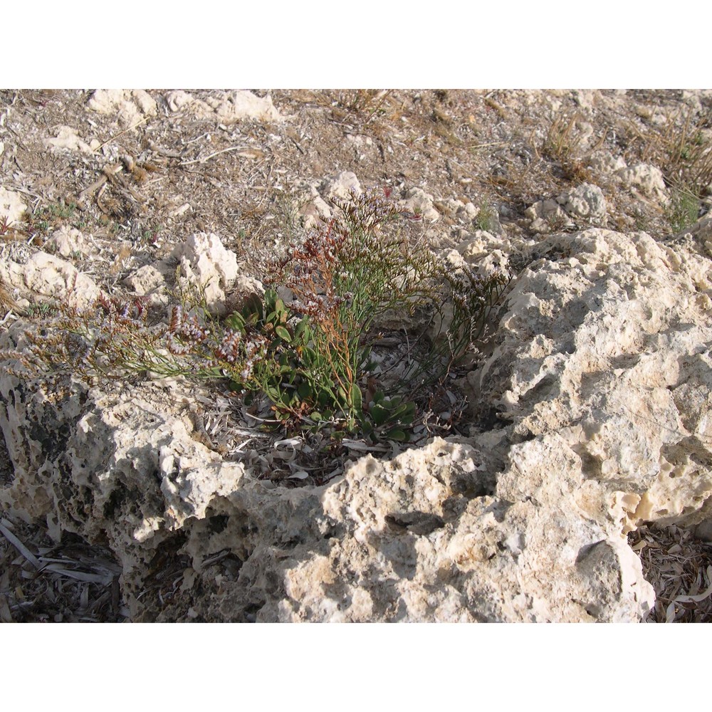 limonium ponzoi (fiori et bég.) brullo