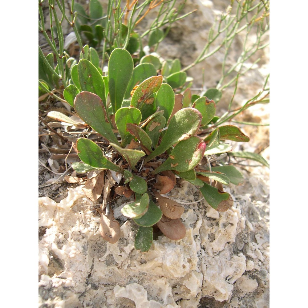 limonium ponzoi (fiori et bég.) brullo