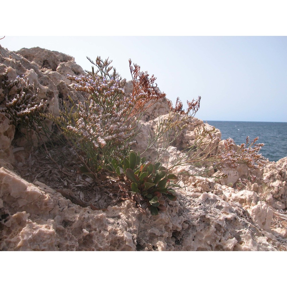 limonium ponzoi (fiori et bég.) brullo