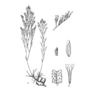 limonium protohermaeum arrigoni et diana