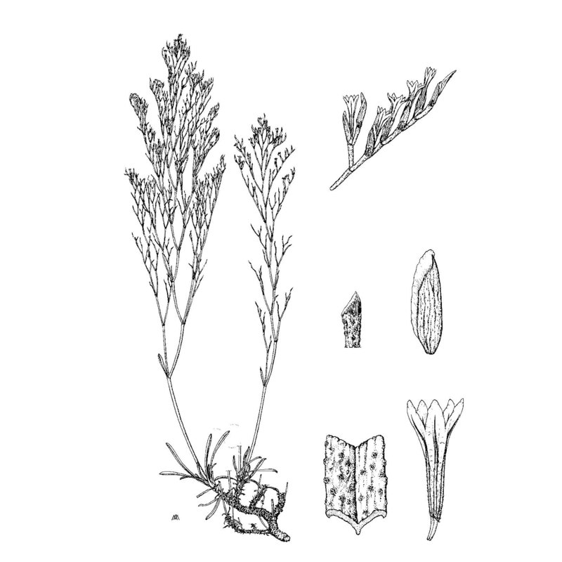 limonium protohermaeum arrigoni et diana