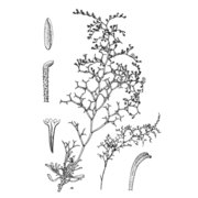 limonium pulviniforme arrigoni et diana