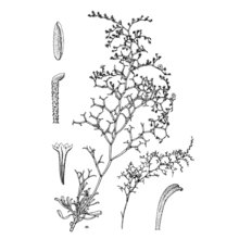 limonium pulviniforme arrigoni et diana