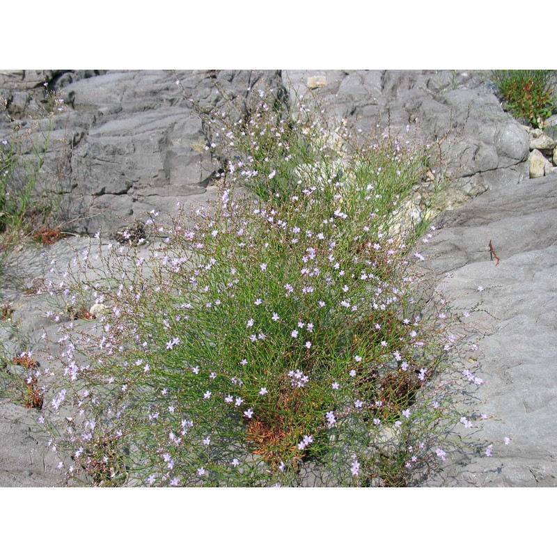 limonium remotispiculum (lacaita) pignatti