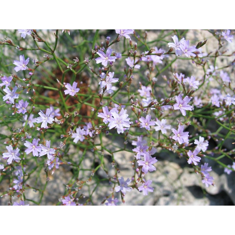 limonium remotispiculum (lacaita) pignatti