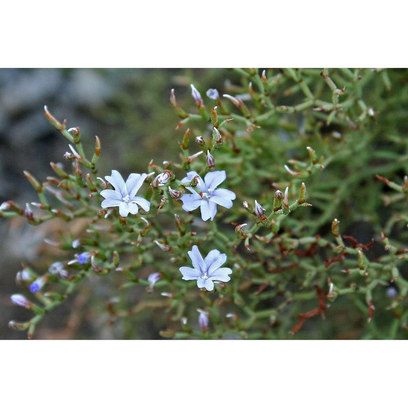 limonium retirameum greuter et burdet